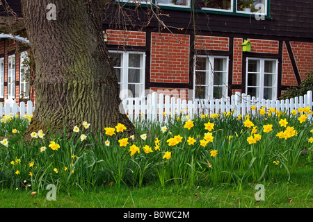 Frühling Garten mit blühenden Narzissen (Narcissus spec.), eine alte Stieleiche (Quercus Robur), weißen Lattenzaun und bewaldeten h Stockfoto