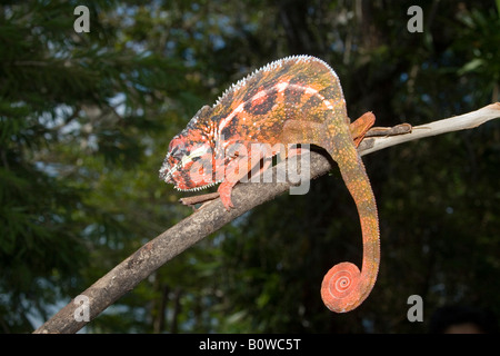 Männlichen kurze gehörnten Chamäleon (Calumma Brevicornis), Madagaskar, Afrika Stockfoto