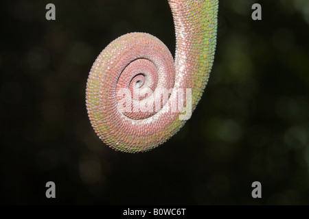 Heck des männlichen Pantherchamäleon (Furcifer Pardalis), Madagaskar, Afrika Stockfoto