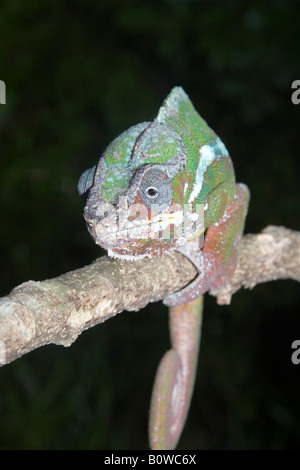 Männliche Pantherchamäleon (Furcifer Pardalis), Madagaskar, Afrika Stockfoto