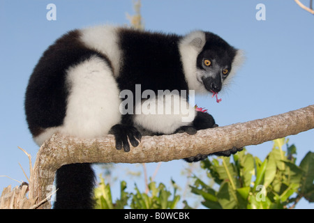 Schwarz-weiß-Ruffed Lemur (Varecia Variegata), Madagaskar, Afrika Stockfoto