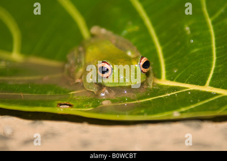 Afrika, Madagaskar, Malagasy Frosch, Weißlippen-Bright-eyed Frog (Boophis Albilabris) Stockfoto