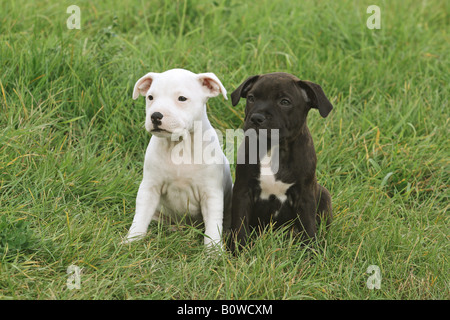 zwei Staffordshire-Bullterrier-Welpen - sitzen auf der Wiese Stockfoto