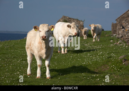 Charolais Rind Kalb mit Ohrmarke auf Kamera mit Mutter und andere Rinder hinter Grafschaft Sligo Irland Stockfoto