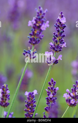 Lavendel (Lavendula Angustifolia) Stockfoto