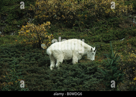 Rocky-Bergziege (Oreamnos Americanus), Jasper Nationalpark, Alberta, Kanada Stockfoto