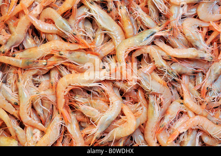 Frische, rohe Garnelen Stockfoto