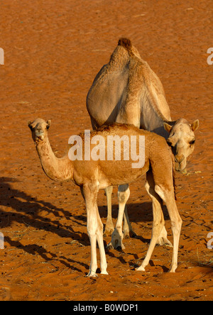 Kamel Kuh und Kalb in der Wahiba Sands Wüste Ramlat al Wahaybah, Vereinigte Arabische Emirate, Naher Osten Stockfoto