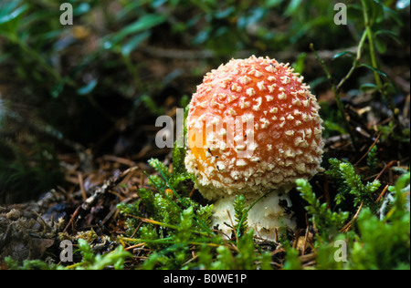 Fliegenpilz Pilz (Amanita Muscaria) auf feuchte, moosige Waldboden Stockfoto