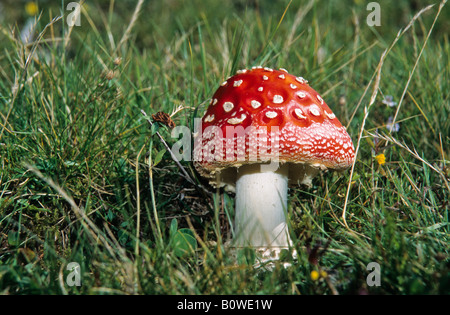 Fliegenpilz Pilzzucht (Amanita Muscaria) auf einer Wiese Stockfoto