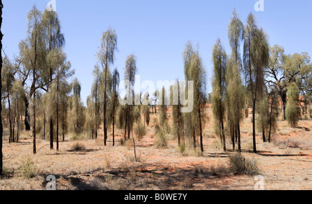 Desert Oaks (Allocasuarina Decaisneana) wachsen neben Luritja Road, Northern Territory, Australien Stockfoto