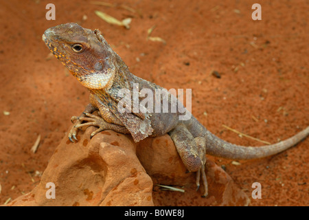 Krause-necked - Rüschen Eidechse oder Frilled Drache (Chlamydosaurus Kingii), Alice Springs, Northern Territory, Australien Stockfoto