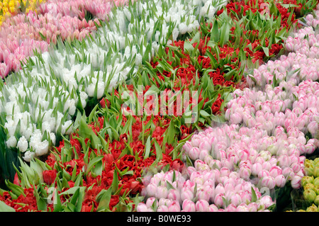 Schnittblumen verkauft auf einem Blumenmarkt, rosa, rote, weiße und gelbe Tulpen (Tulipa) Stockfoto
