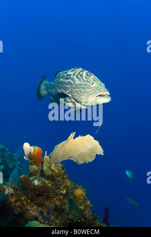 Schwarz, Zackenbarsch (Mycteroperca Bonaci), Roatan, Honduras, Karibik Stockfoto