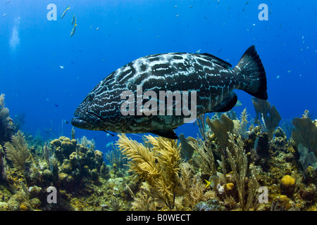 Schwarz, Zackenbarsch (Mycteroperca Bonaci), Roatan, Honduras, Karibik Stockfoto