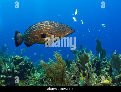 Schwarz, Zackenbarsch (Mycteroperca Bonaci), Roatan, Honduras, Karibik Stockfoto