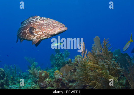 Schwarz, Zackenbarsch (Mycteroperca Bonaci), Roatan, Honduras, Karibik Stockfoto