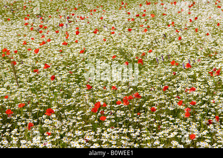 Feld-Mohn oder rote Mohnblumen (Papaver Rhoeas) und Margeriten (Leucanthemum) wächst auf einer bunten Wiese, Marke, Mittelfranken Stockfoto