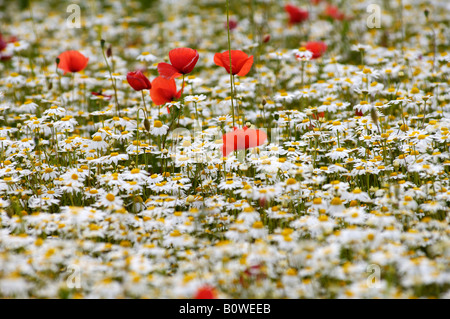 Feld-Mohn oder rote Mohnblumen (Papaver Rhoeas) und Margeriten (Leucanthemum) wächst auf einer bunten Wiese, Marke, Mittelfranken Stockfoto