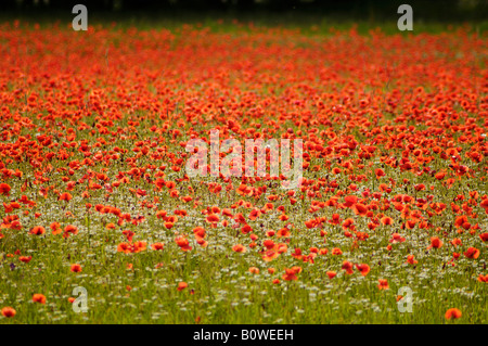 Mais, Mohn oder Feld Mohn (Papaver Rhoeas) wächst auf einer Wiese, Marke, Middle Franconia, Bayern, Deutschland, Europa Stockfoto