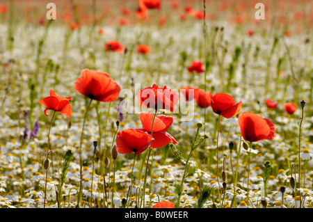 Mais, Mohn oder Feld Mohn (Papaver Rhoeas) wächst auf einer Wiese, Marke, Middle Franconia, Bayern, Deutschland, Europa Stockfoto