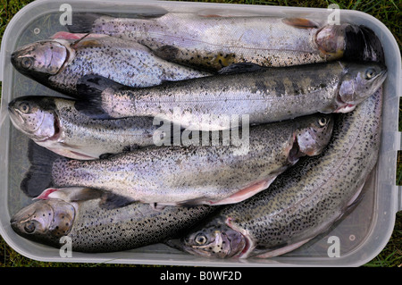 Fangfrischen Forellen Stockfoto