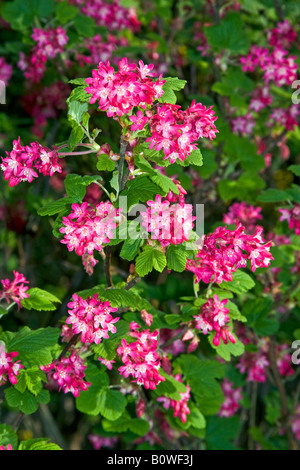 Blühende Johannisbeere oder rot blühende Johannisbeere (Ribes Sanguineum) Stockfoto