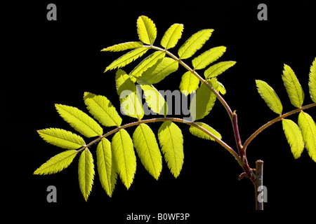 Europäische Rowan verlässt, Eberesche (Sorbus Aucuparia), Frühling Laub, Triebe, Hintergrundbeleuchtung, Photosynthese Stockfoto