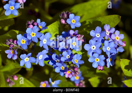 Vergissmeinnicht (Myosotis Spec.) Stockfoto