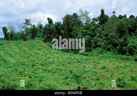 Junge Ölpalmen-Plantage (Elaeis) vor Regenwald, Regenwald Zerstörung, Sabah, Borneo, Südost-Asien Stockfoto