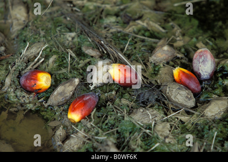 Afrikanische Ölpalme (Elaeis Guineensis) Obst, Borneo, Südost-Asien Stockfoto