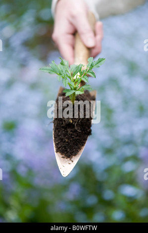 Gärtner die hand, die eine Blume, die Aussaat in Compostl auf einer Kupfer Kelle. UK Stockfoto
