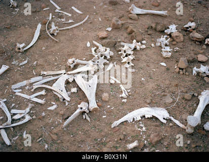 Tierknochen, die verstreut in den Schmutz Stockfoto
