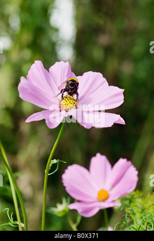 Eine Biene auf einer Blüte sitzen Stockfoto