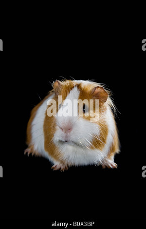 Ein Meerschweinchen Stockfoto