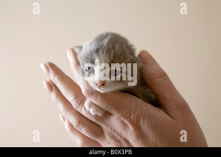 Eine menschliche Hand halten eine Kätzchen Stockfoto