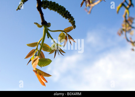 Frühling-Nussbaum verlässt gegen den blauen Himmel. Stockfoto