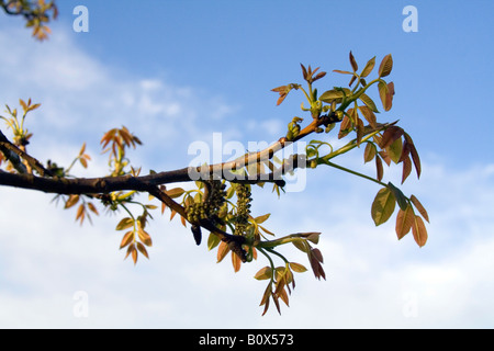 Frühling-Nussbaum verlässt gegen den blauen Himmel. Stockfoto