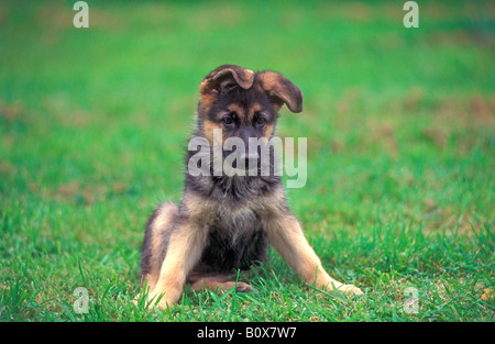 German Shepherd Dog elsässischen Canis Lupus Familiaris Welpen Stockfoto