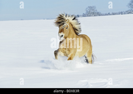 Norwegische Pferd Hengst - Galopp im Schnee Stockfoto