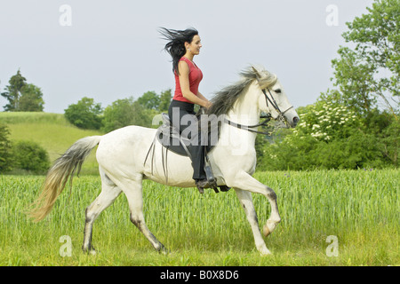 Junge Dame auf einem Paso Fino Pferd Reiten Stockfoto