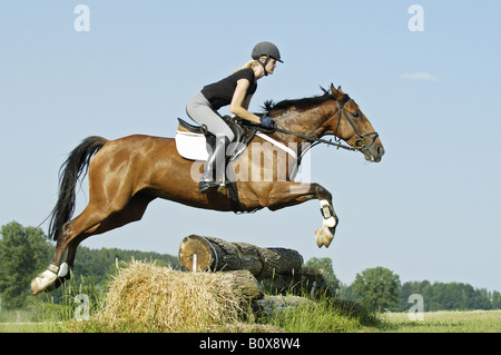 Junge Reiter auf Württemberg Pferd - Sprung Stockfoto