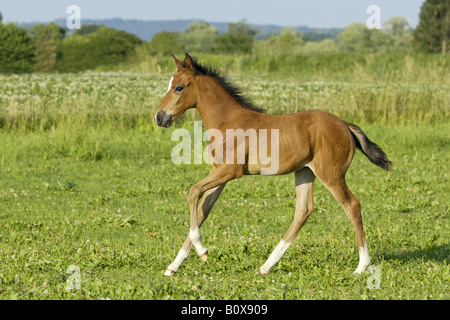 Paso Fino Pferdefohlen - im Galopp auf der Wiese Stockfoto