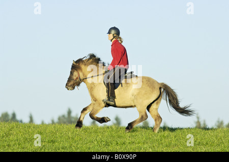 Junge Reiter im Galopp auf Rückseite des Islandpferdes Stockfoto