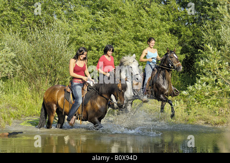 Drei weibliche Mitfahrer auf der Paso Fino Pferde im Wasser. Deutschland Stockfoto