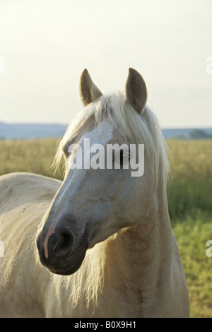 Connemara Pony Stute - Porträt Stockfoto