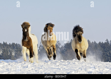 Isländisches Pferd. Drei Erwachsene galoppieren auf Schnee Stockfoto
