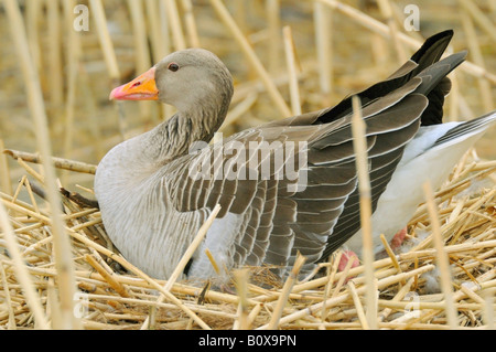 Graugans in Nest / Anser Anser Stockfoto