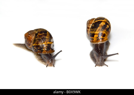 Horizontale Makro von zwei gemeinsamen Garten Schnecken [Helix Aspersa] auf einem reinen weißen Hintergrund. Stockfoto