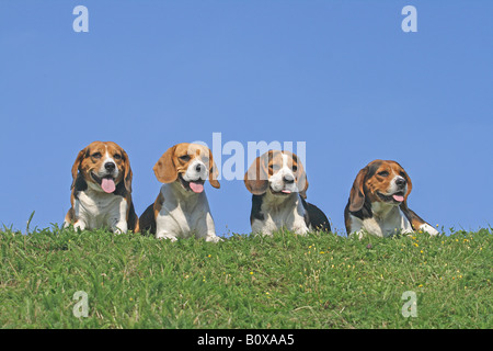 vier Beagle - auf der Wiese liegend Stockfoto